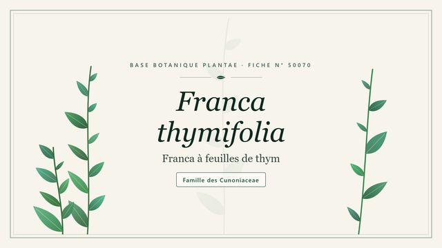 Franca thymifolia : comment s'y retrouver Planche botanique stylisée de Franca thymifolia (Franca à feuilles de thym), famille des Cunoniaceae