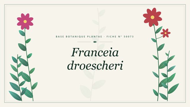 Franceia droescheri : les bases Planche botanique stylisée de Franceia droescheri