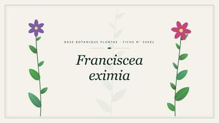 Planche botanique stylisée de Franciscea eximia