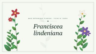 Planche botanique stylisée de Franciscea lindeniana