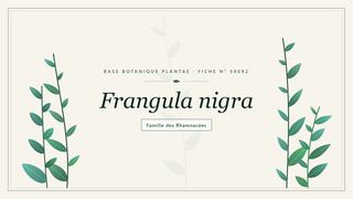 Planche botanique stylisée de Frangula nigra, famille des Rhamnacées