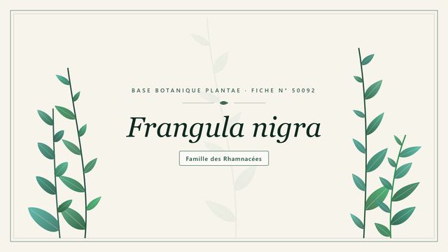 Frangula nigra : comment s'y retrouver Planche botanique stylisée de Frangula nigra, famille des Rhamnacées