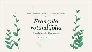 Planche botanique stylisée de Frangula rotundifolia (Bourdaine à feuilles rondes), famille des Rhamnacées