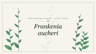 Planche botanique stylisée de Frankenia aucheri
