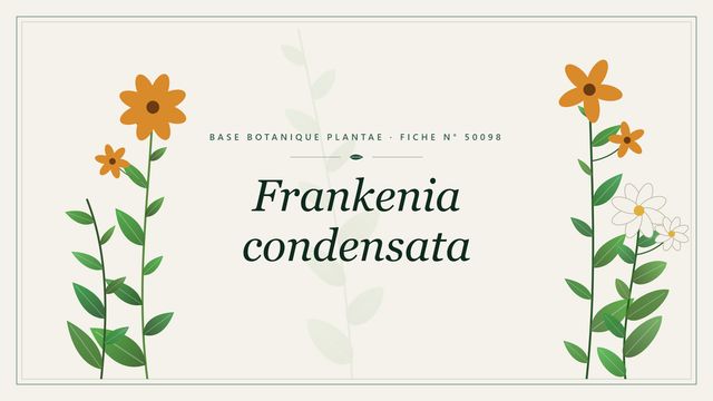 Frankenia condensata : description, culture et usages ornementaux Planche botanique stylisée de Frankenia condensata