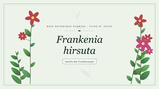 Planche botanique stylisée de Frankenia hirsuta, famille des Frankéniacées