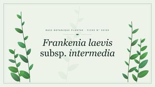 Planche botanique stylisée de Frankenia laevis subsp. intermedia