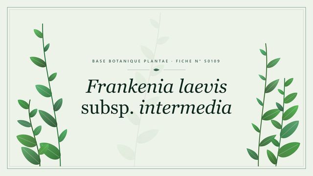 Frankenia laevis subsp. intermedia : fiche descriptive et taxonomie Planche botanique stylisée de Frankenia laevis subsp. intermedia