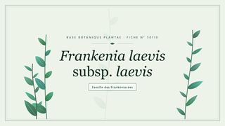Planche botanique stylisée de Frankenia laevis subsp. laevis, famille des Frankéniacées