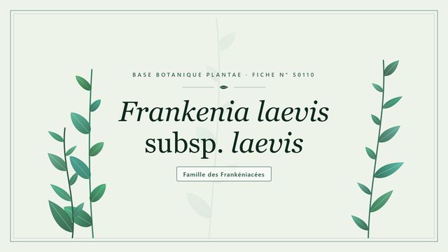 Frankénie lisse : une halophyte des rivages salés Planche botanique stylisée de Frankenia laevis subsp. laevis, famille des Frankéniacées
