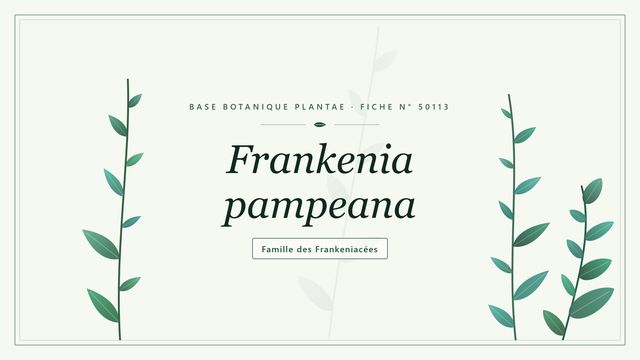 Frankenia pampeana, une plante des sols salés Planche botanique stylisée de Frankenia pampeana, famille des Frankeniacées