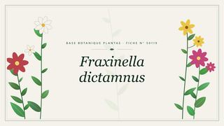 Planche botanique stylisée de Fraxinella dictamnus