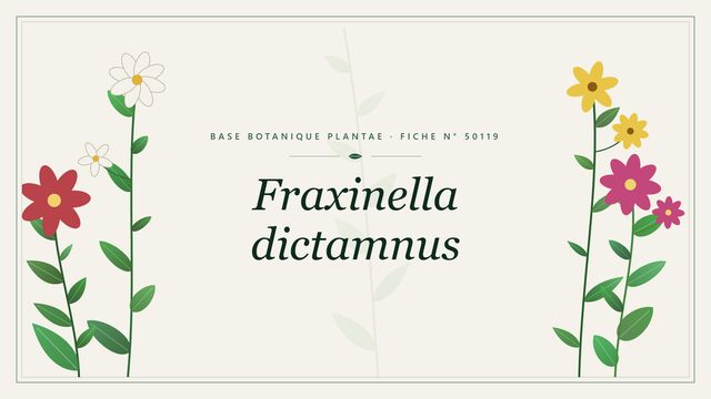 Fraxinella dictamnus : fiche descriptive et taxonomie Planche botanique stylisée de Fraxinella dictamnus