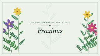 Planche botanique stylisée de Fraxinus