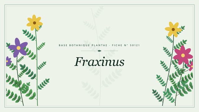 Fraxinus : fiche descriptive et taxonomie Planche botanique stylisée de Fraxinus
