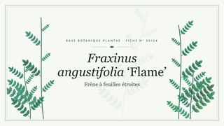 Planche botanique stylisée de Fraxinus angustifolia ‘Flame’ (Frêne à feuilles étroites)