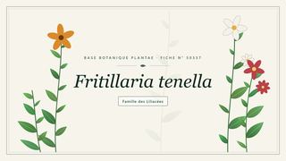 Planche botanique stylisée de Fritillaria tenella, famille des Liliacées