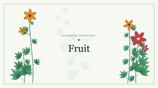 Illustration botanique stylisée du terme « Fruit » du glossaire