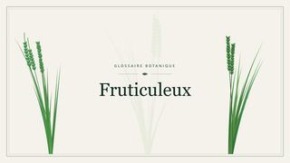 Illustration botanique stylisée du terme « Fruticuleux » du glossaire