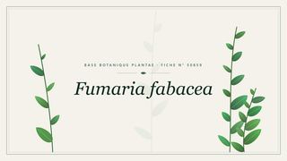 Planche botanique stylisée de Fumaria fabacea