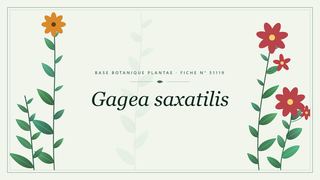 Planche botanique stylisée de Gagea saxatilis