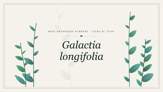 Planche botanique stylisée de Galactia longifolia