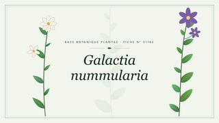 Planche botanique stylisée de Galactia nummularia