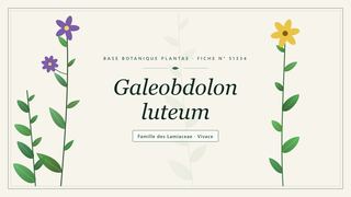 Planche botanique stylisée de Galeobdolon luteum, famille des Lamiaceae