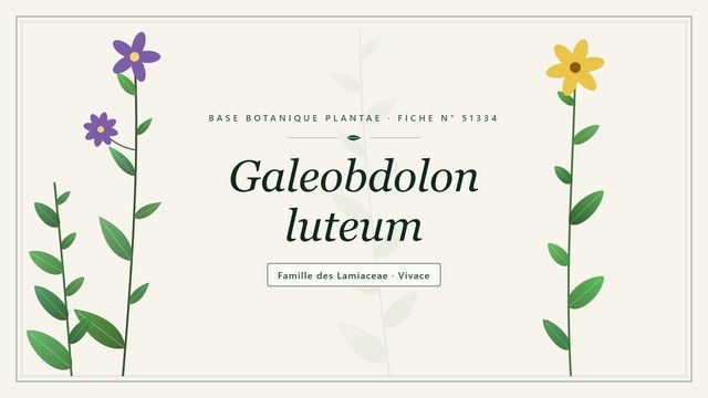 Galeobdolon luteum : l'essentiel Planche botanique stylisée de Galeobdolon luteum, famille des Lamiaceae