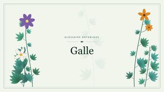 Illustration botanique stylisée du terme « Galle » du glossaire