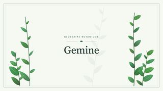Illustration botanique stylisée du terme « Gemine » du glossaire