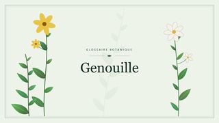 Illustration botanique stylisée du terme « Genouille » du glossaire