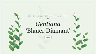 Planche botanique stylisée de Gentiana ‘Blauer Diamant’