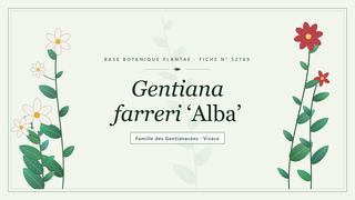 Planche botanique stylisée de Gentiana farreri ‘Alba’, famille des Gentianacées