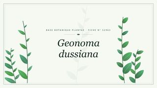 Planche botanique stylisée de Geonoma dussiana