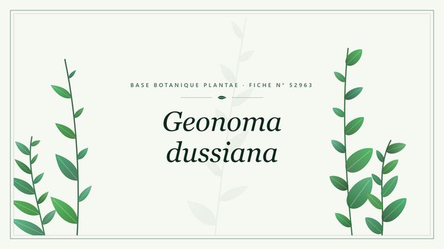 Geonoma dussiana : fiche descriptive et taxonomie Planche botanique stylisée de Geonoma dussiana