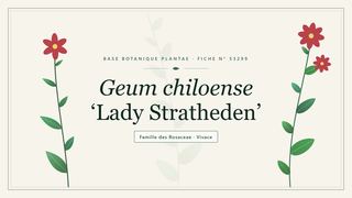 Planche botanique stylisée de Geum chiloense ‘Lady Stratheden’, famille des Rosaceae