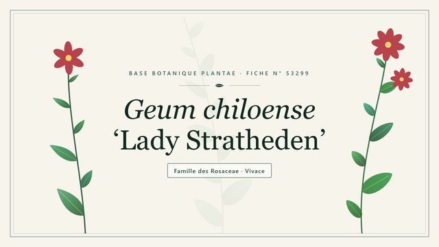 Geum chiloense lady stratheden Planche botanique stylisée de Geum chiloense ‘Lady Stratheden’, famille des Rosaceae