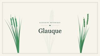 Illustration botanique stylisée du terme « Glauque » du glossaire