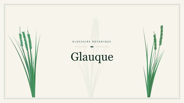 Glauque : notre analyse Illustration botanique stylisée du terme « Glauque » du glossaire