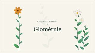 Illustration botanique stylisée du terme « Glomérule » du glossaire