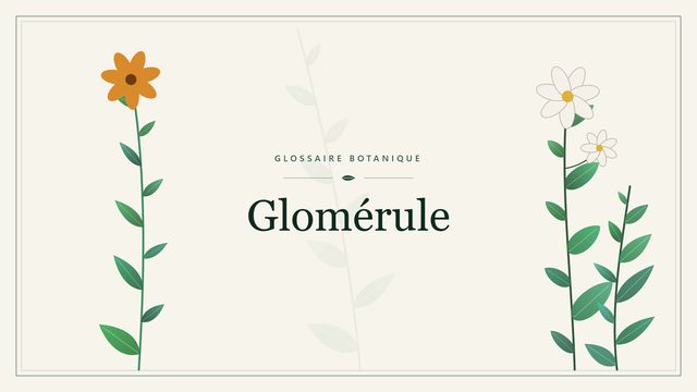 Glomérule : conseils et analyse Illustration botanique stylisée du terme « Glomérule » du glossaire