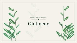 Illustration botanique stylisée du terme « Glutineux » du glossaire