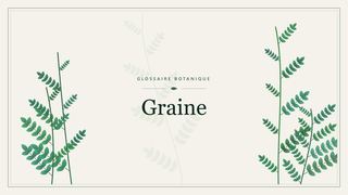 Illustration botanique stylisée du terme « Graine » du glossaire
