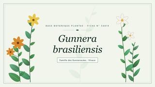 Planche botanique stylisée de Gunnera brasiliensis, famille des Gunneracées