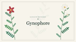 Illustration botanique stylisée du terme « Gynophore » du glossaire