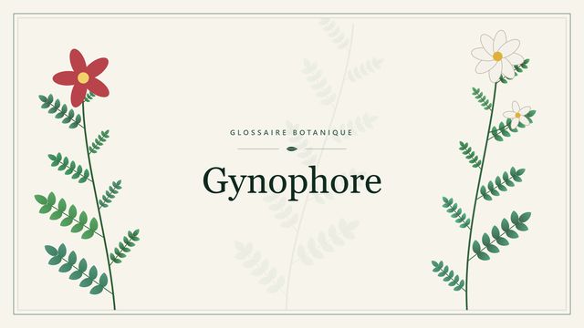 Gynophore : notre analyse Illustration botanique stylisée du terme « Gynophore » du glossaire