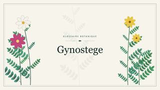 Illustration botanique stylisée du terme « Gynostege » du glossaire