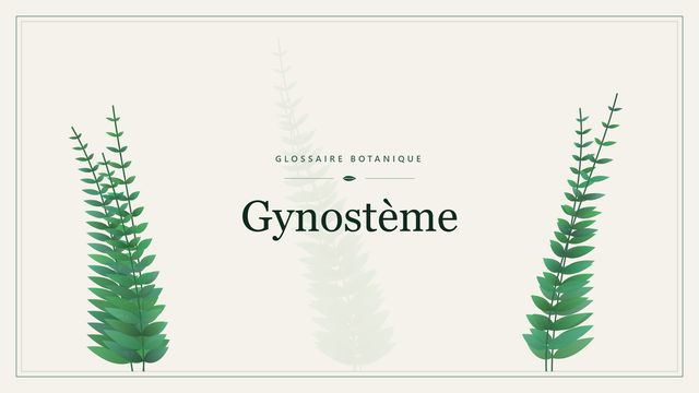 Gynostème : comment s'y retrouver Illustration botanique stylisée du terme « Gynostème » du glossaire