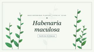 Planche botanique stylisée de Habenaria maculosa, famille des Orchidaceae